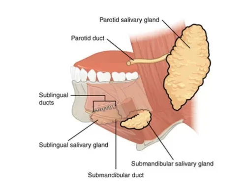 Can we rebuild damaged salivary glands?