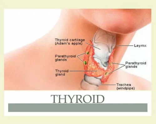 Dry Mouth treatment and thyroid disease